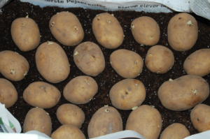 Agata læggekartofler