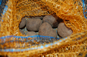 Blå Congo læggekartofler