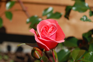 fredensborg-rose-floribunda
