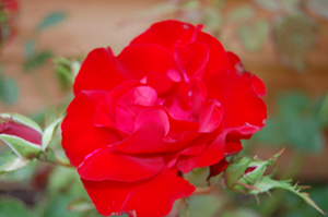 H.C. Andersen rose
