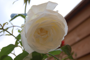 Karen Blixen rose