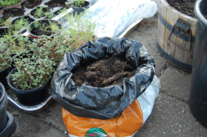Læggekartofler lagt i jord i gammel jordpose