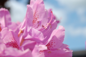 Lilla rhododendron