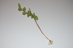 Formering af stevia plante