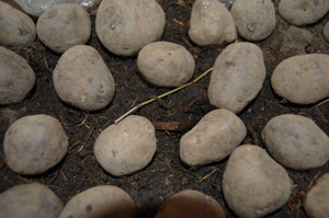 Blå Congo læggekartofler til forspiring