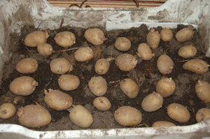 Frieslander læggekartofler