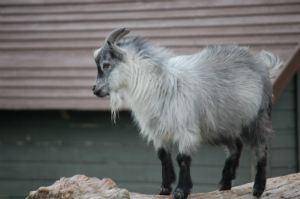 En af de mange geder i dyreparken Fun-Park Hirtshals