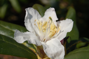 Rhododendron i blomst